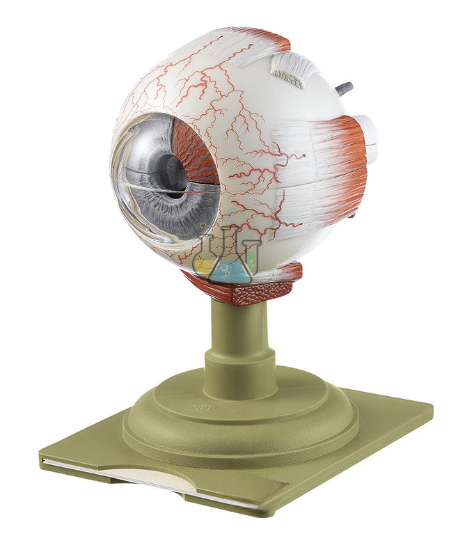 Eyeball 4X Magnification Model